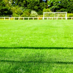 Bright green football playground with tall green trees in the background