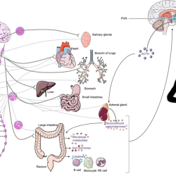 Fig-1-Stress-hormones-released-during-high-intense-exercise-Stress-responses-to-intense