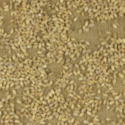 videoblocks-approximation-of-pearl-barley-grains-scattered-on-burlap-top-view_bf75qo0nx_thumbnail-small13.jpg